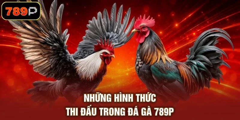 Những hình thức thi đấu trong đá gà 789P