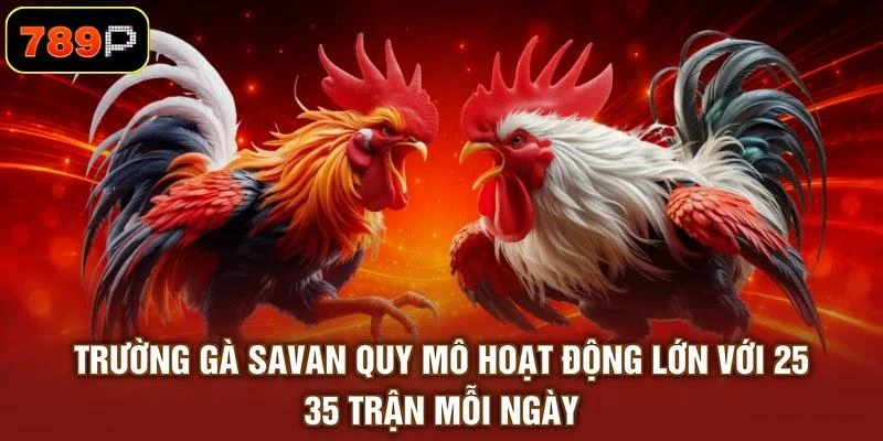 Trường gà Savan quy mô hoạt động lớn với 25 - 35 trận mỗi ngày