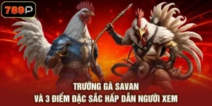 Trường Gà Savan Và 3 Điểm Đặc Sắc Hấp Dẫn Người Xem