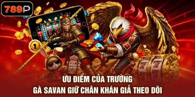 Ưu điểm của trường gà Savan giữ chân khán giả theo dõi
